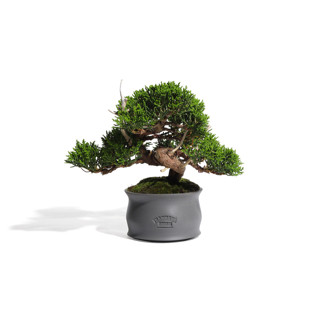 真柏 -Japanese Juniper- （推定樹齢30年）-M0015-｜TRADMAN'S BONSAI